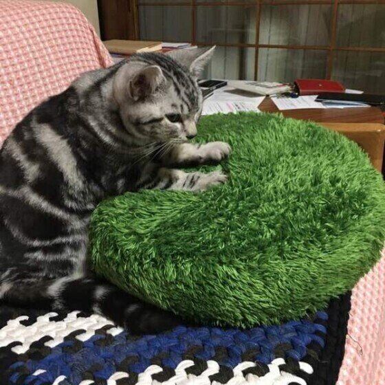 ふみふみするあめちゃん