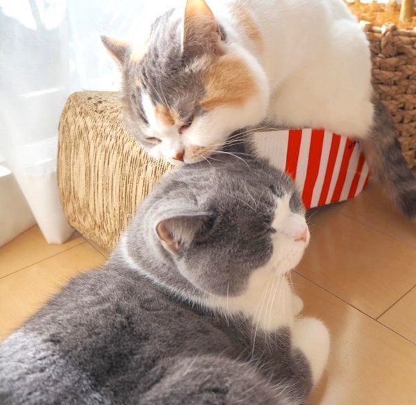 寄り添うブリティッシュショートヘアとスコティッシュフォールド