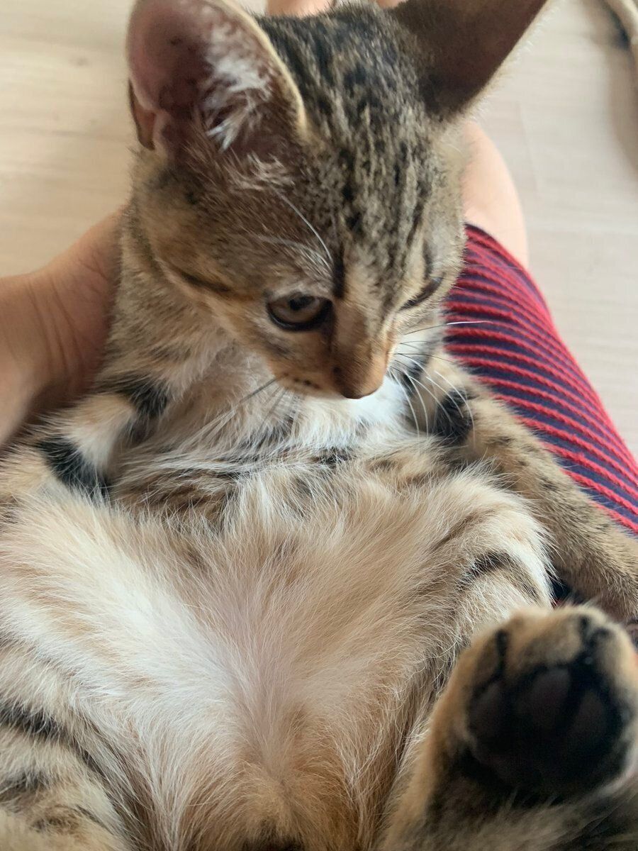 飼い主さんにお腹を見せるきつねちゃん