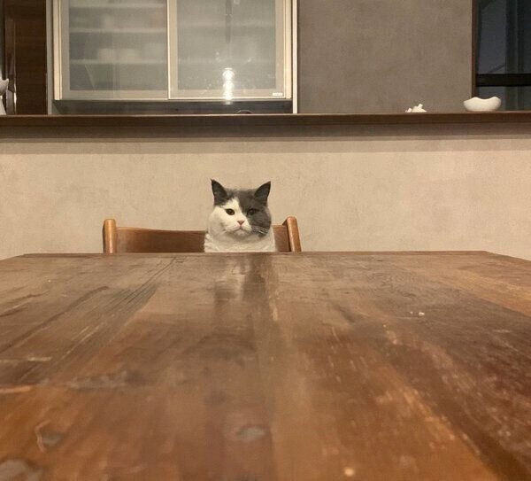 椅子に座るとろろちゃん