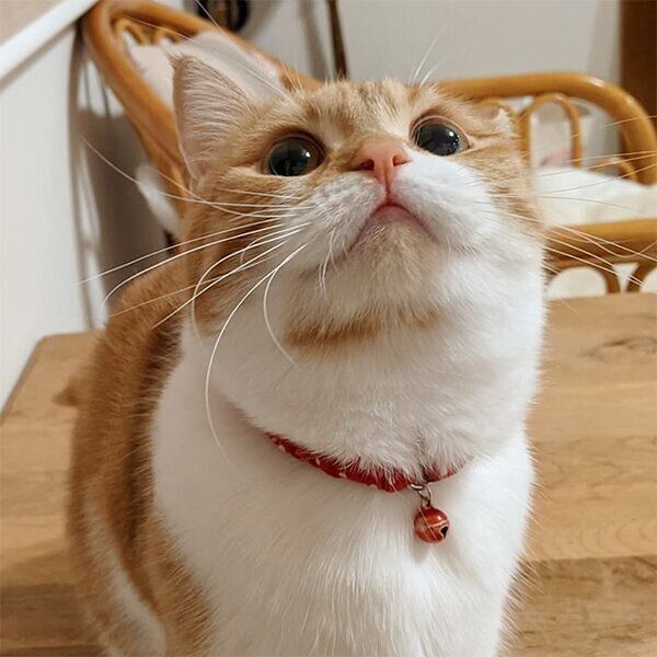 見上げるむぎちゃん