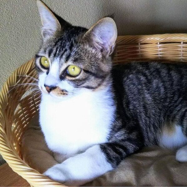 ダイソーの猫グッズ