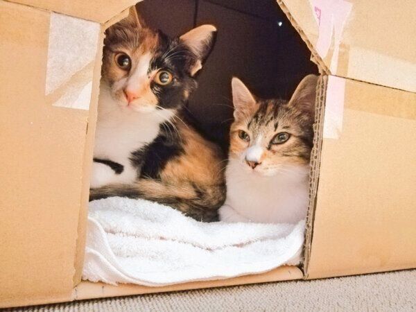 ダンボール猫ハウスに入るきなこちゃん、あんこちゃん