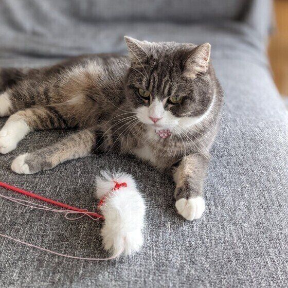 おもちゃで遊ぶブリティッシュショートヘア