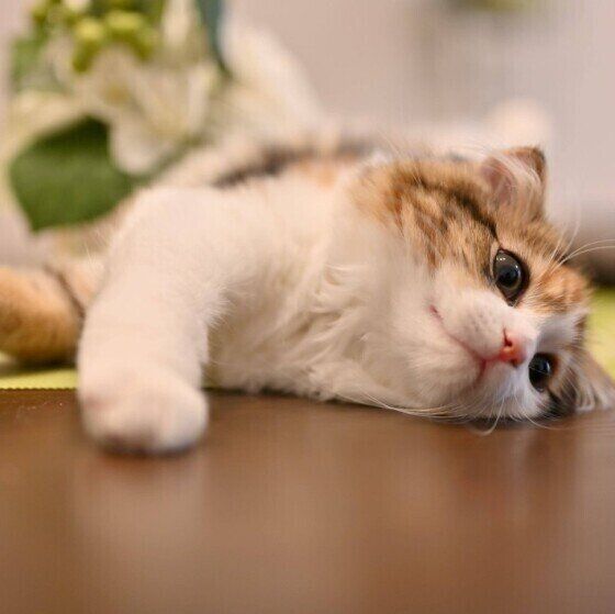 涼しい部屋で過ごす猫（ミヌエット、メス）