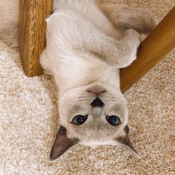 ロシアンブルーのティラミちゃん