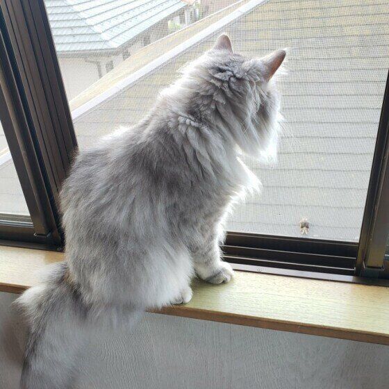 サイベリアンのさくらくん♪