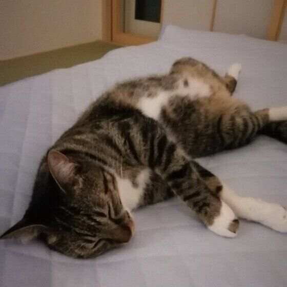 眠る猫（MIX、メス）