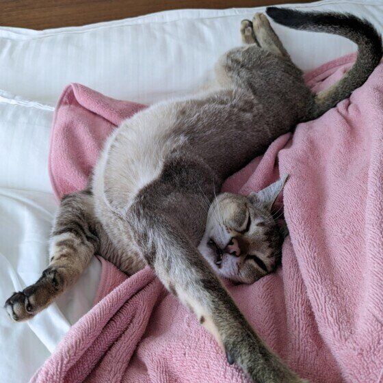 シンガプーラのまめ太郎くん