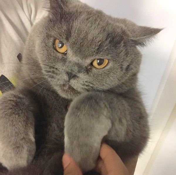 元保護猫・ブリティッシュショートヘアのルナ子ちゃん