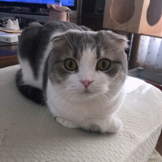 香箱座りをするくうちゃん