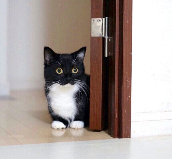 見つめるうにくん