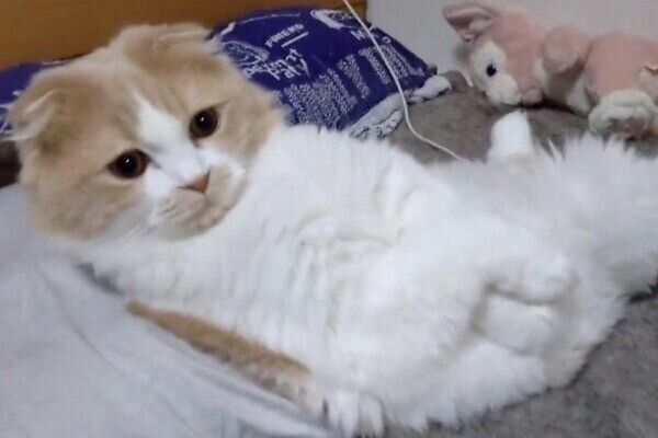 謎のポーズをするクリームくん