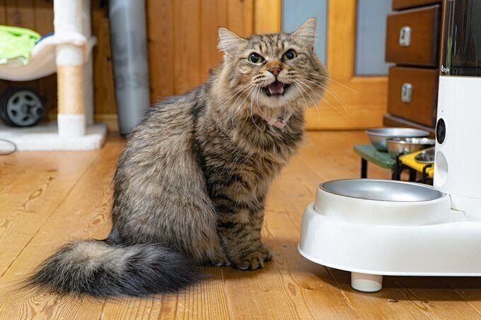 「いつもより積極的なゴハンの主張です」として投稿されたつむぎちゃんの写真