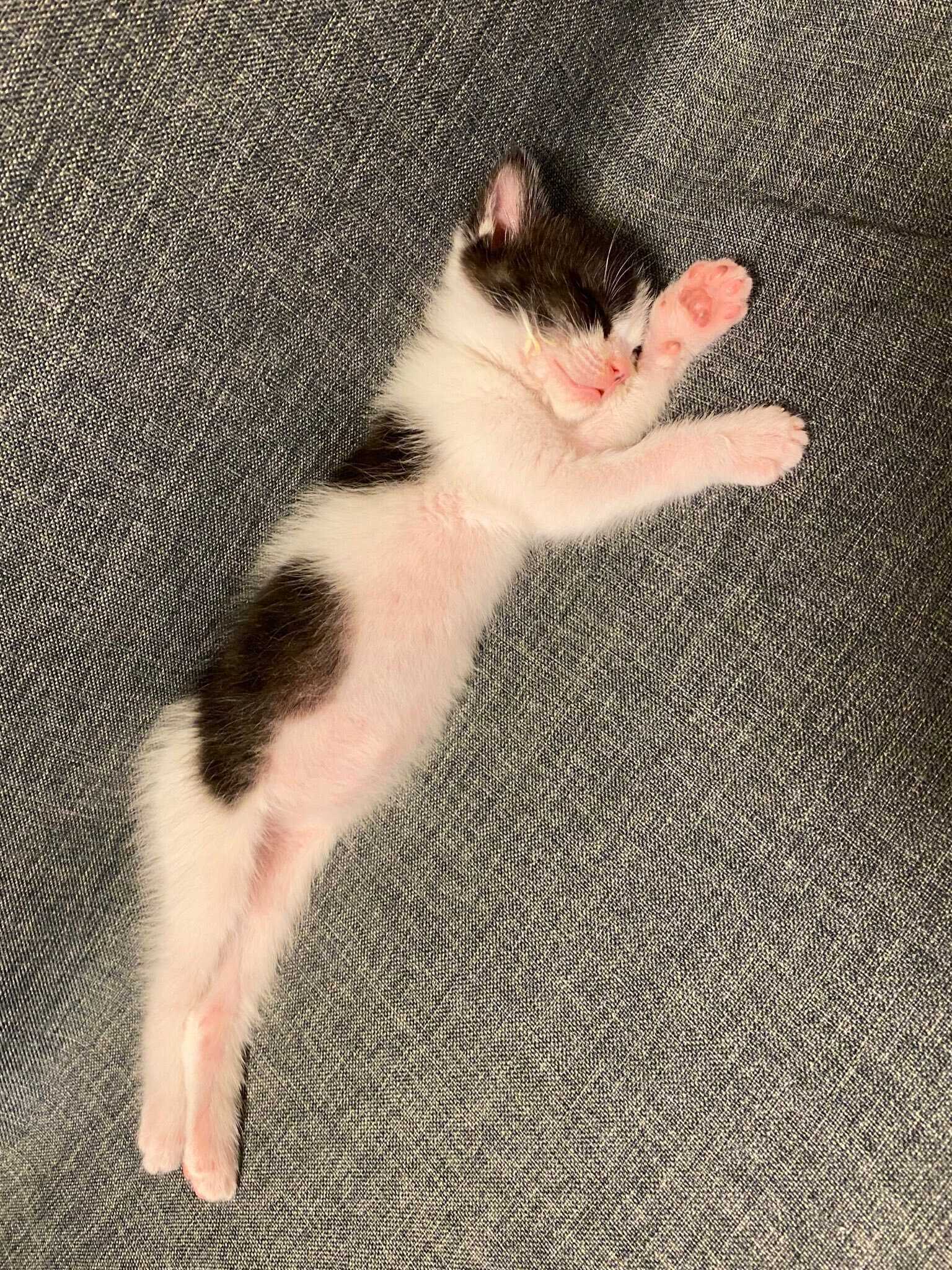 ぐっすり眠るこんぶちゃん　「ぽんぽこりんのおなかがかわいい」の声も