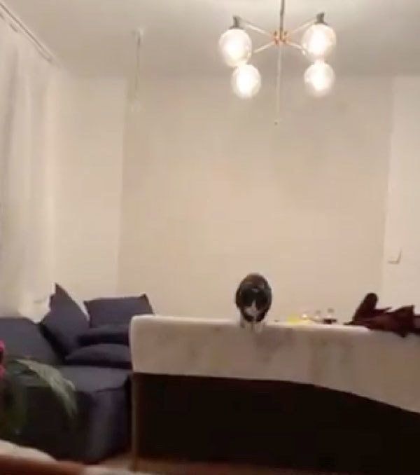 身構えるチーちゃん