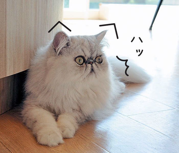 緊張している猫