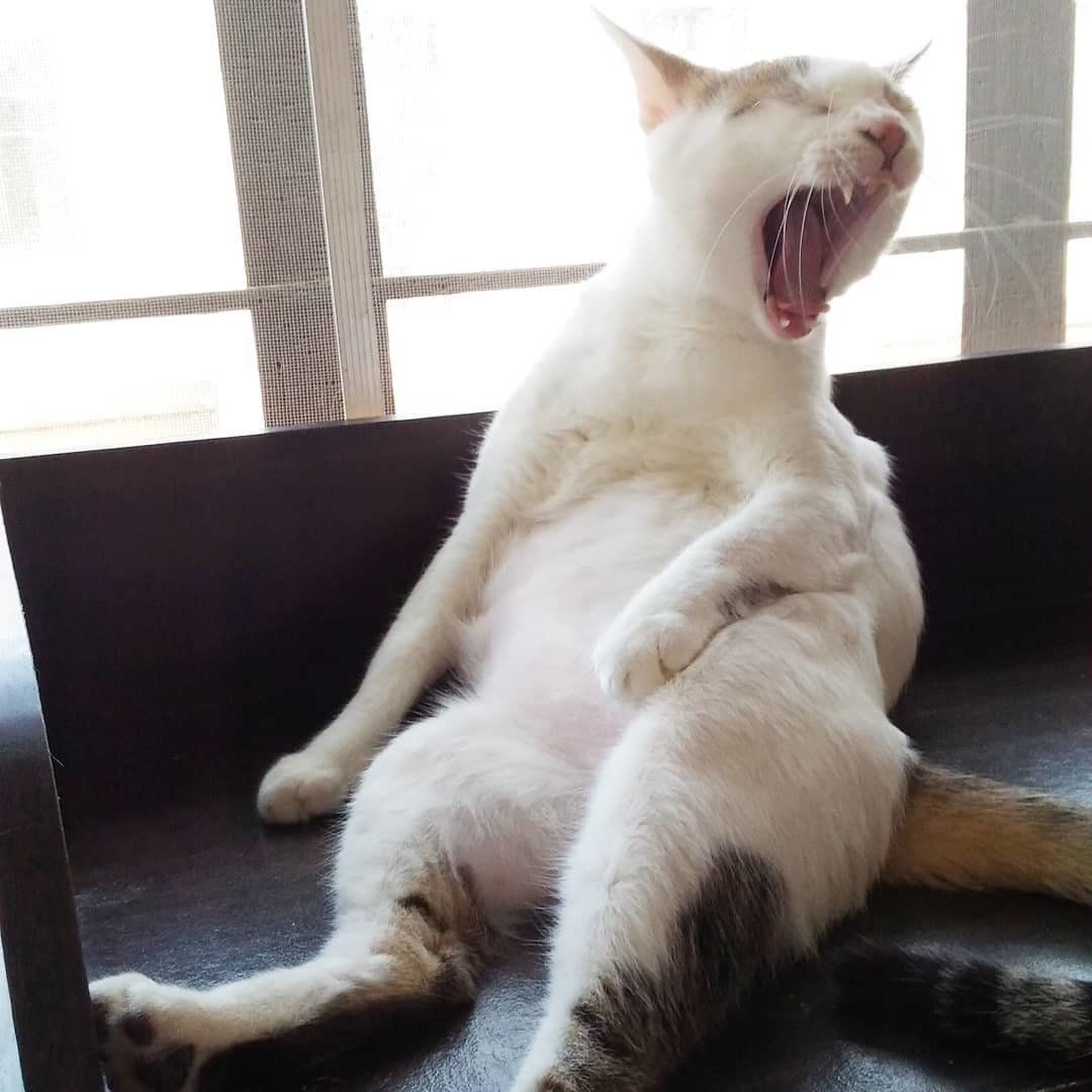 あくびをする猫