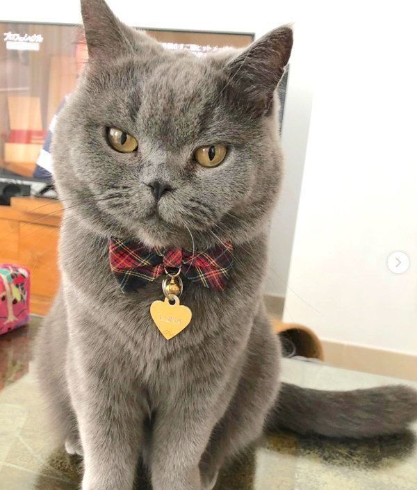 元保護猫・ブリティッシュショートヘアのルナ子ちゃん