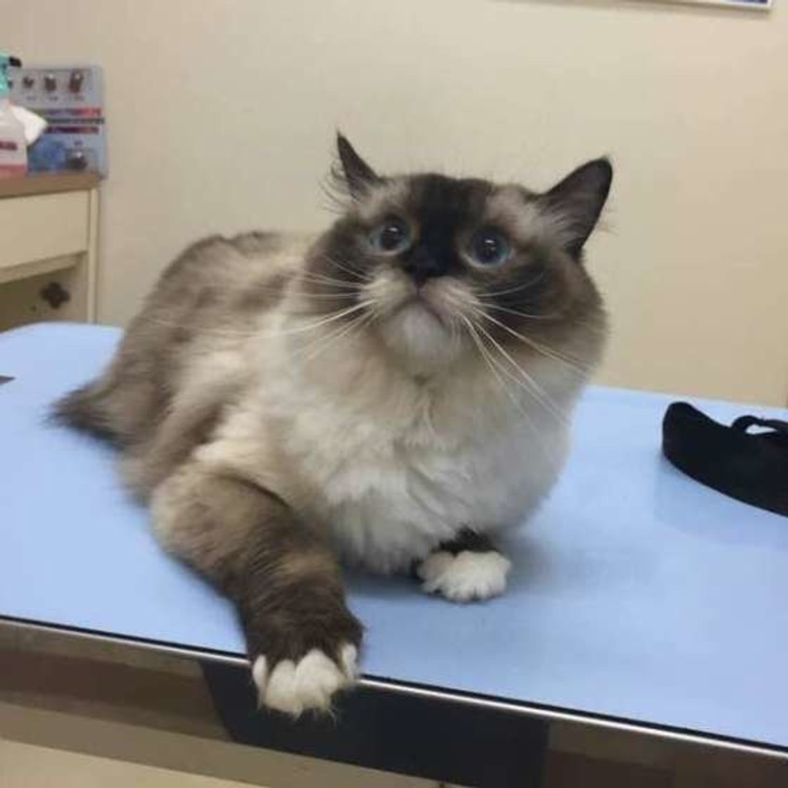 猫が動物病院を嫌がるのはなぜ 上手に付き合うための3つの工夫とは ねこのきもちweb Magazine 猫が動物病院を嫌がるのはなぜ 上手に付き合うための3つの工夫とは ねこのきもちweb Magazine