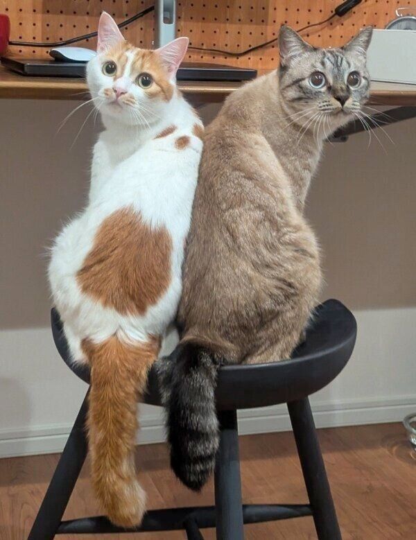 イスの上で仲良くシンクロ。