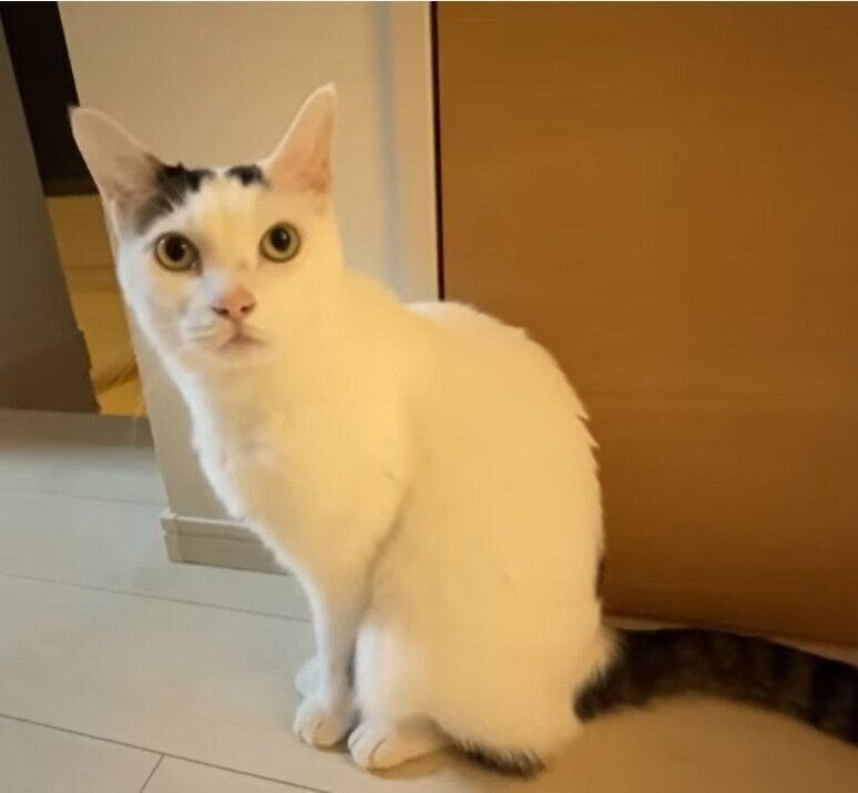 何かを訴えているチロさん