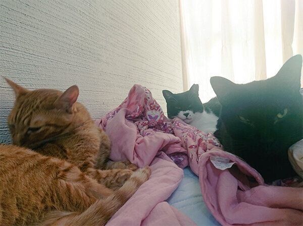 一緒に眠るモンドちゃん、クロスくん、虎乃助くん