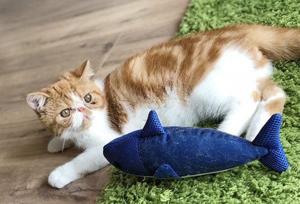 見つめるエキゾチックショートヘア