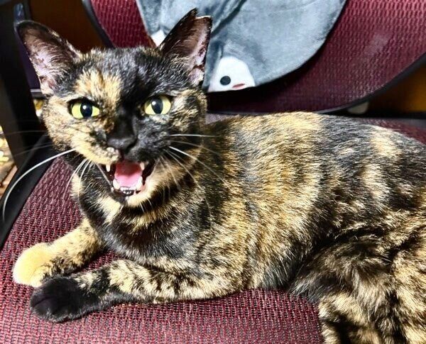 留守番中は鳴かないのに、飼い主さんの前では“おしゃべり”なくるみちゃん