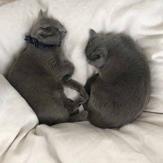 仲良くお休み中