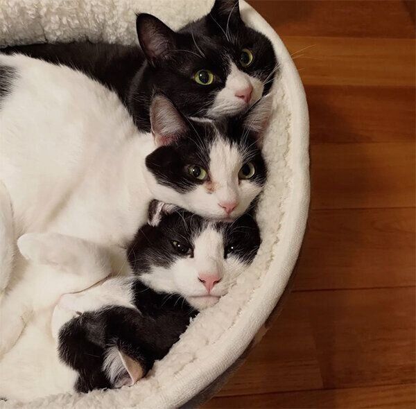 猫団子になる猫