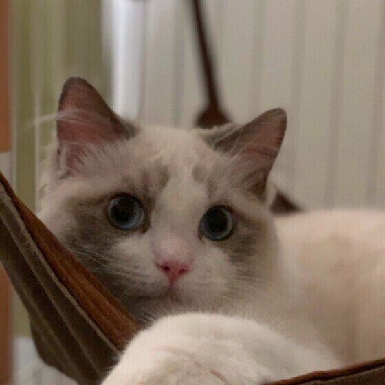 バンモックに乗るつくしくん（ラグドール）