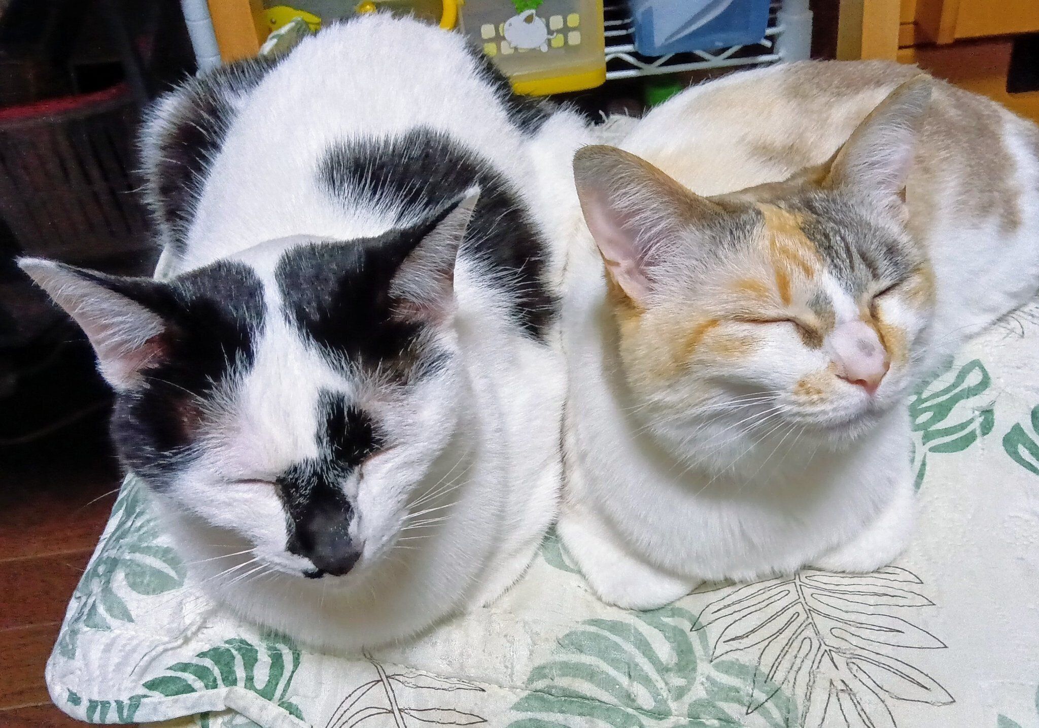 香箱座りをする2匹の猫