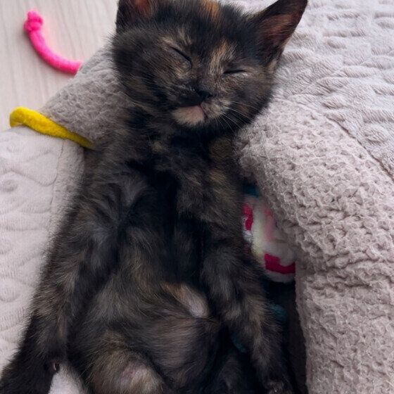 サビのミミちゃん