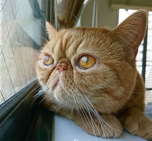 外を見るエキゾチックショートヘア