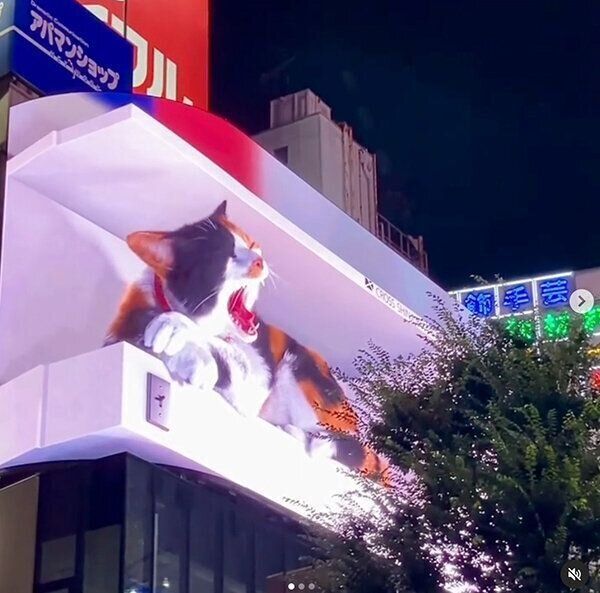 「3D巨大猫」