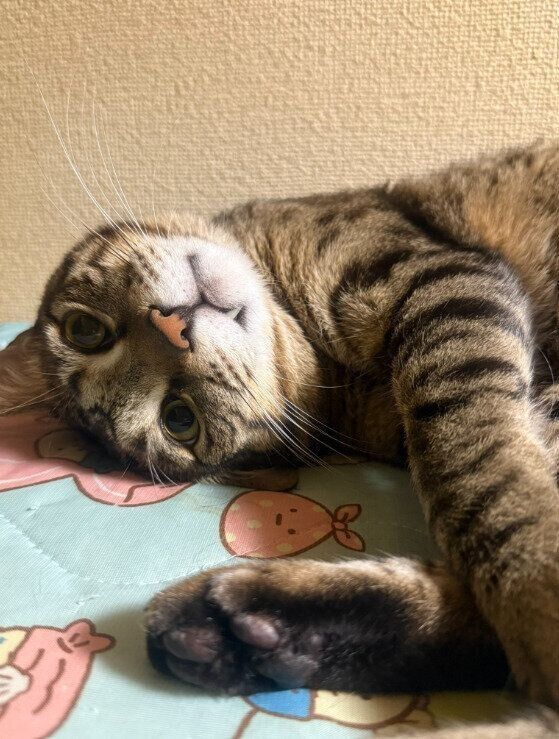 寝転んで飼い主を見る猫