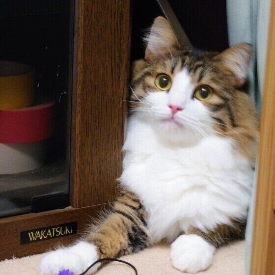 見つめるノルウェージアンフォレストキャット