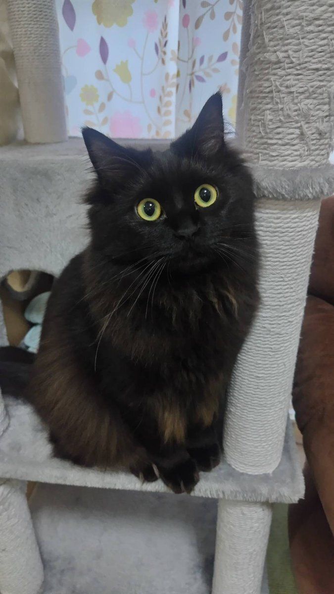 飼い主を見つめる猫