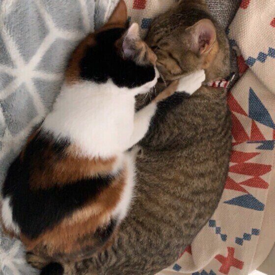 キジトラのハルちゃん