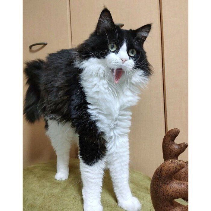 あくびをするだいふくくん