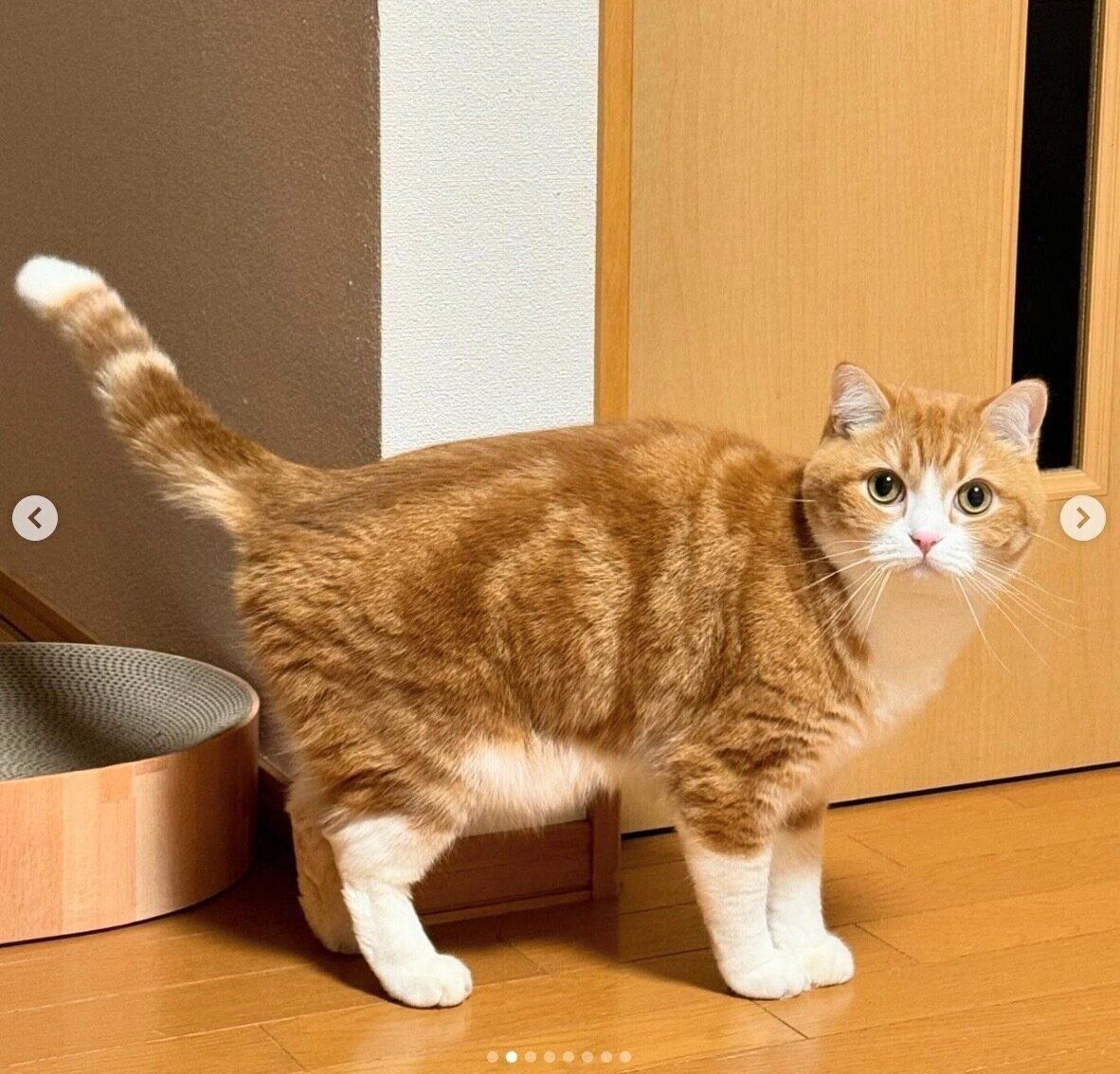 見つめるもんちゃん