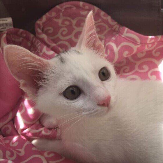 ミックスの空くん