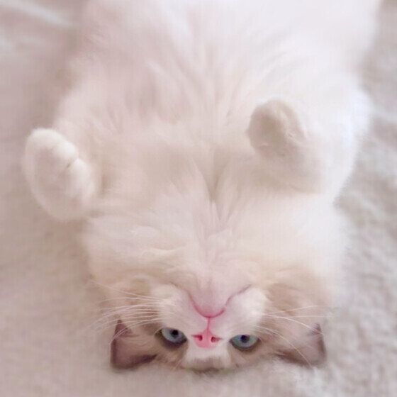 へそ天するめるもくん（ラグドール）