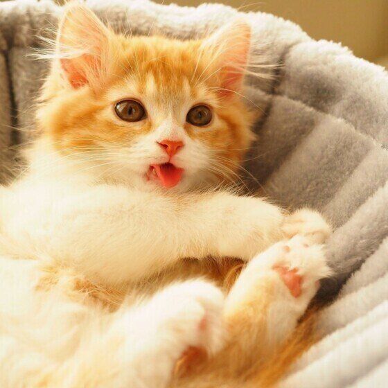 マンチカンのカノンちゃん