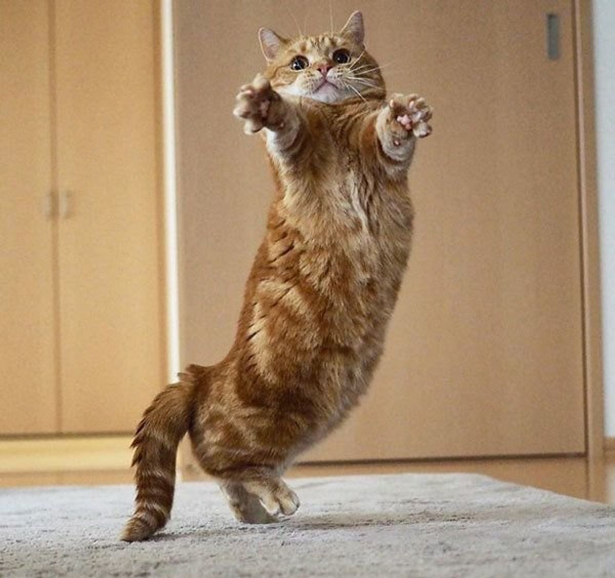 逮捕されちゃったにゃり センスが抜群すぎる猫のポーズ5選 ねこのきもちweb Magazine 逮捕されちゃったにゃり センスが抜群すぎる猫のポーズ5選 ねこのきもちweb Magazine