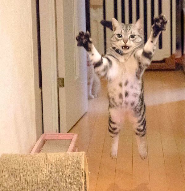 アメリカンショートヘアのパトラちゃん