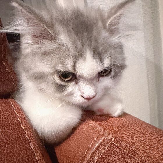 その他の猫種　キメ顔