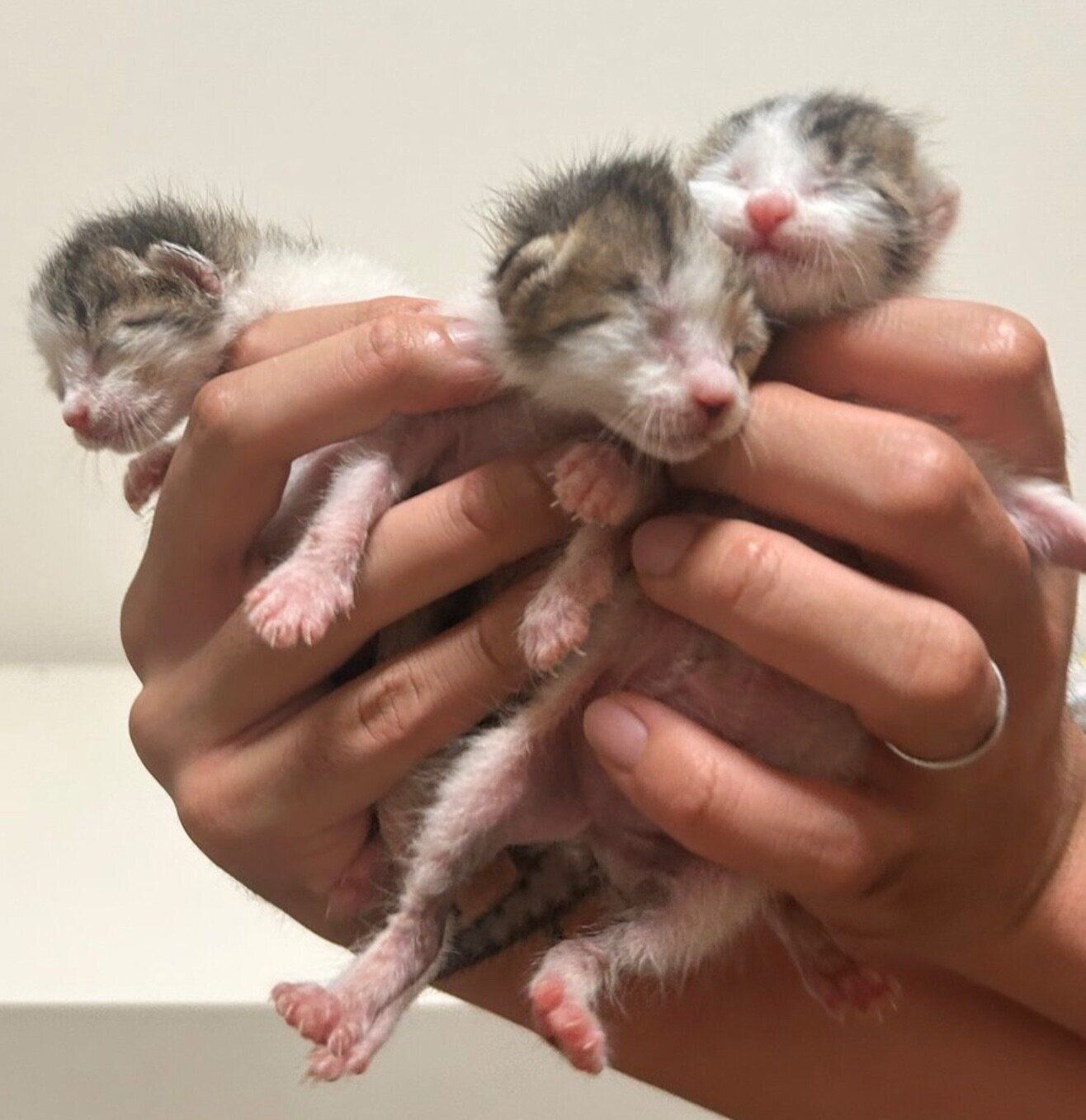 保護して4日目のベンツちゃんたち