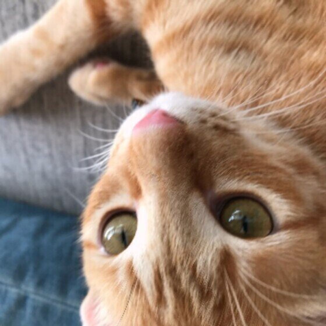 オス猫とは違う メス猫 の見た目 性格の特徴4つ ねこのきもちweb Magazine オス猫とは違う メス猫 の見た目 性格の特徴4つ ねこのきもちweb Magazine